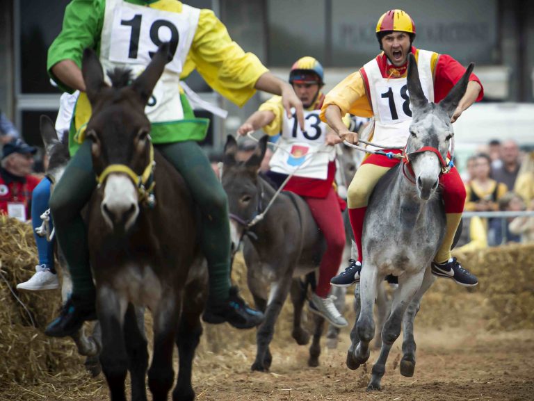 Palio degli Asini e Giostra delle cento torri, Alba (CN), Piemonte, fotografo: Davide Carletti, Davide Dutto, Luca Privitera, Giorgio Pulcini, Stefania Spadoni, Giorgio Perottino (Getty Images), archivio ICPI